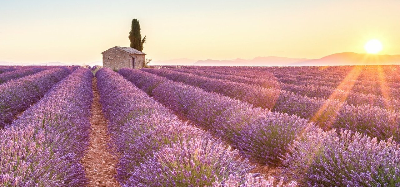 Lavender fields - Wine Paths